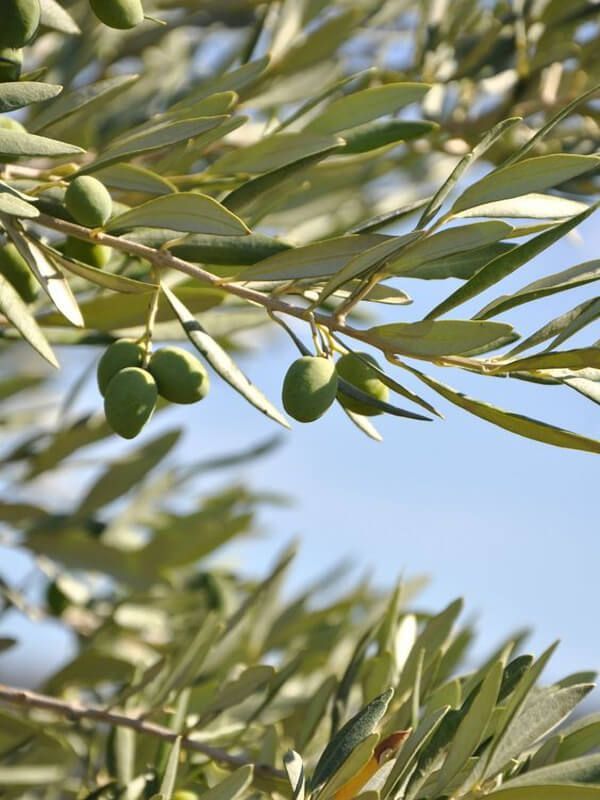 100% Pure Olive Squalene 30ml | Skin Division