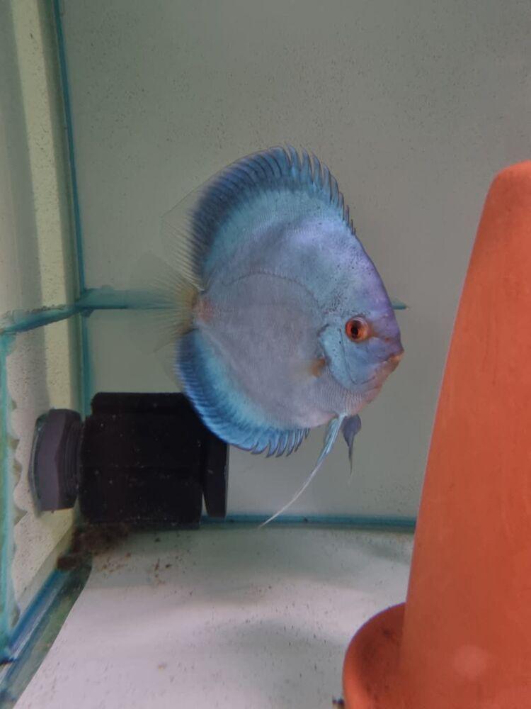 BLUE DIAMOND 10 CM (Symphysodon discus)
