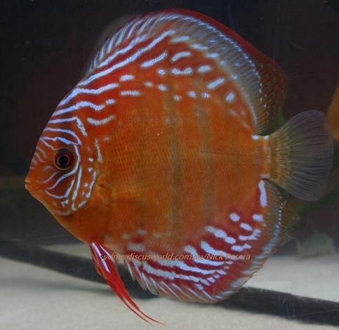 DISCUS RED ALENQUER 12CM (Symphysodon discus)