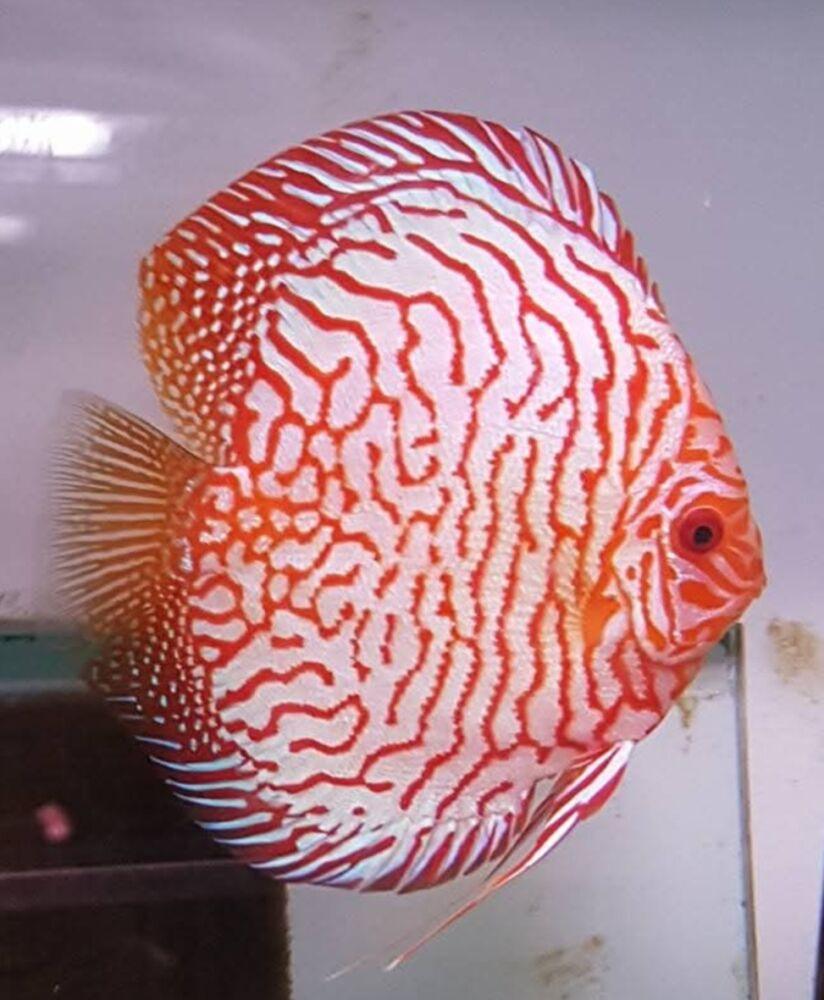 DISCUS TIGER PIGEON 12CM (Symphysodon discus)