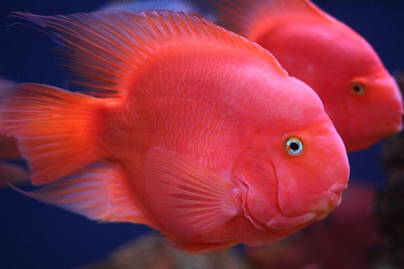 King Kong Parrotfish Jumbo