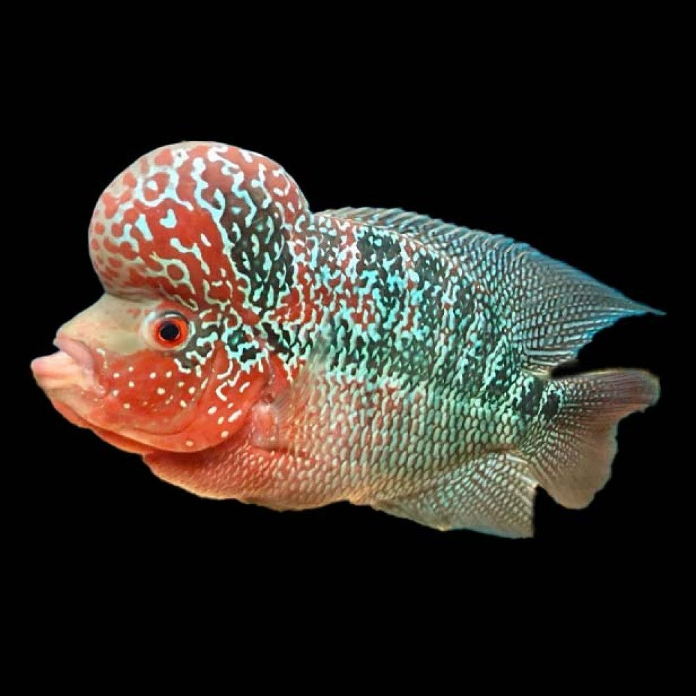 Red Flowerhorn 20CM