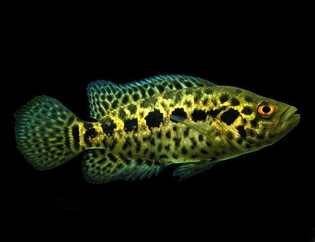 Jaguar Cichlid 20CM