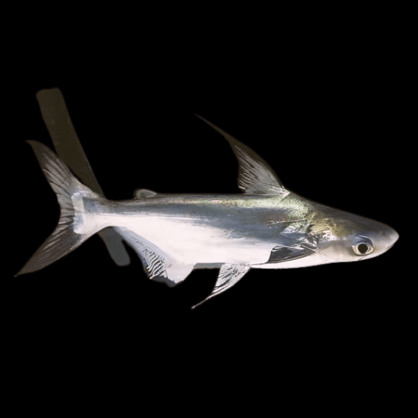 Hi fin Paroon shark 20CM