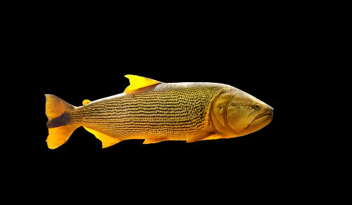 Golden dorado(salminus maxilosus) 15CM
