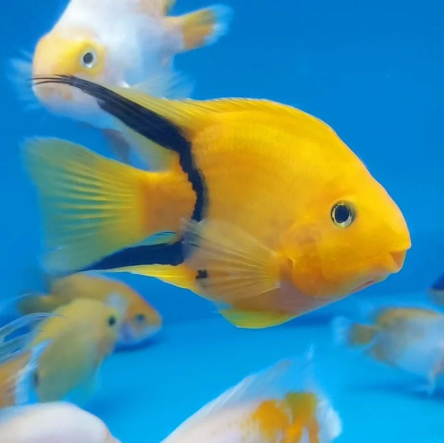 Tiger parrotgish yellow 15CM
