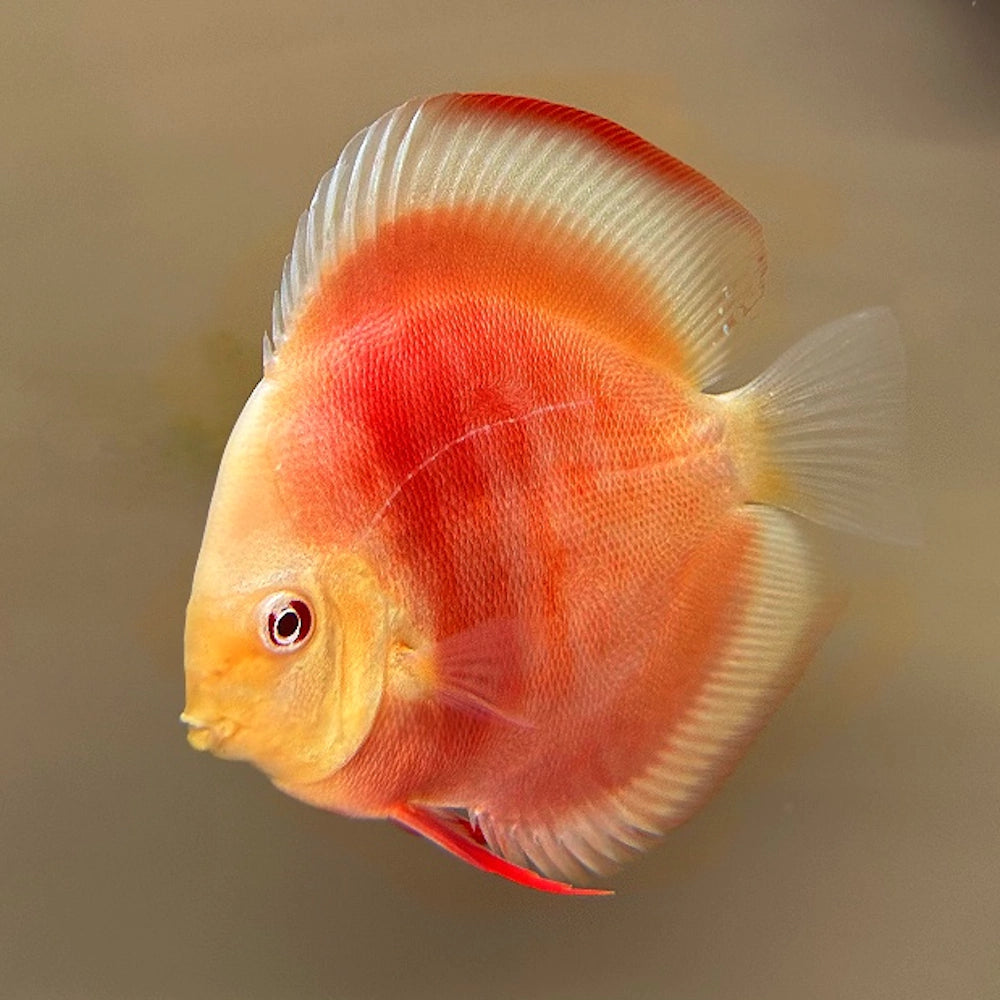 ALBINO RED COVER 15CM