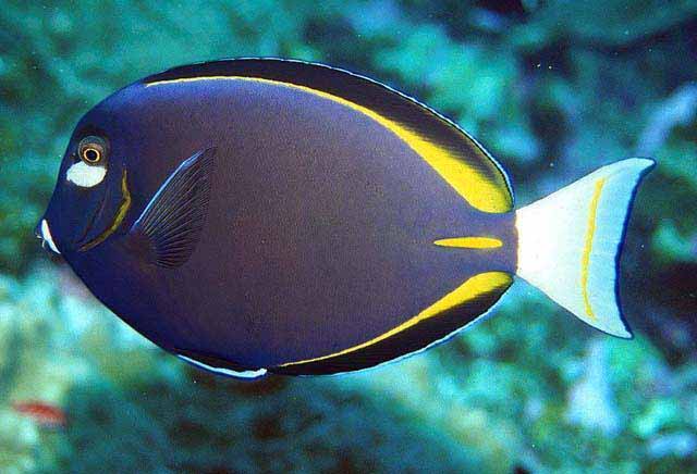 Acanthurus nigricans M/L
