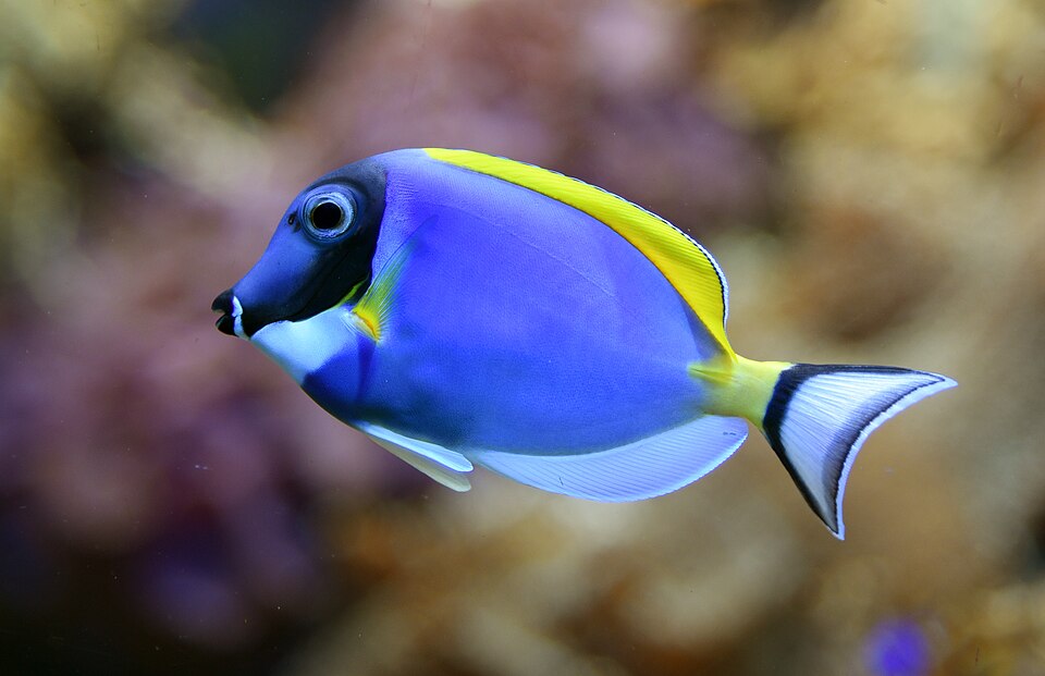 Acanthurus leucosternon M/L