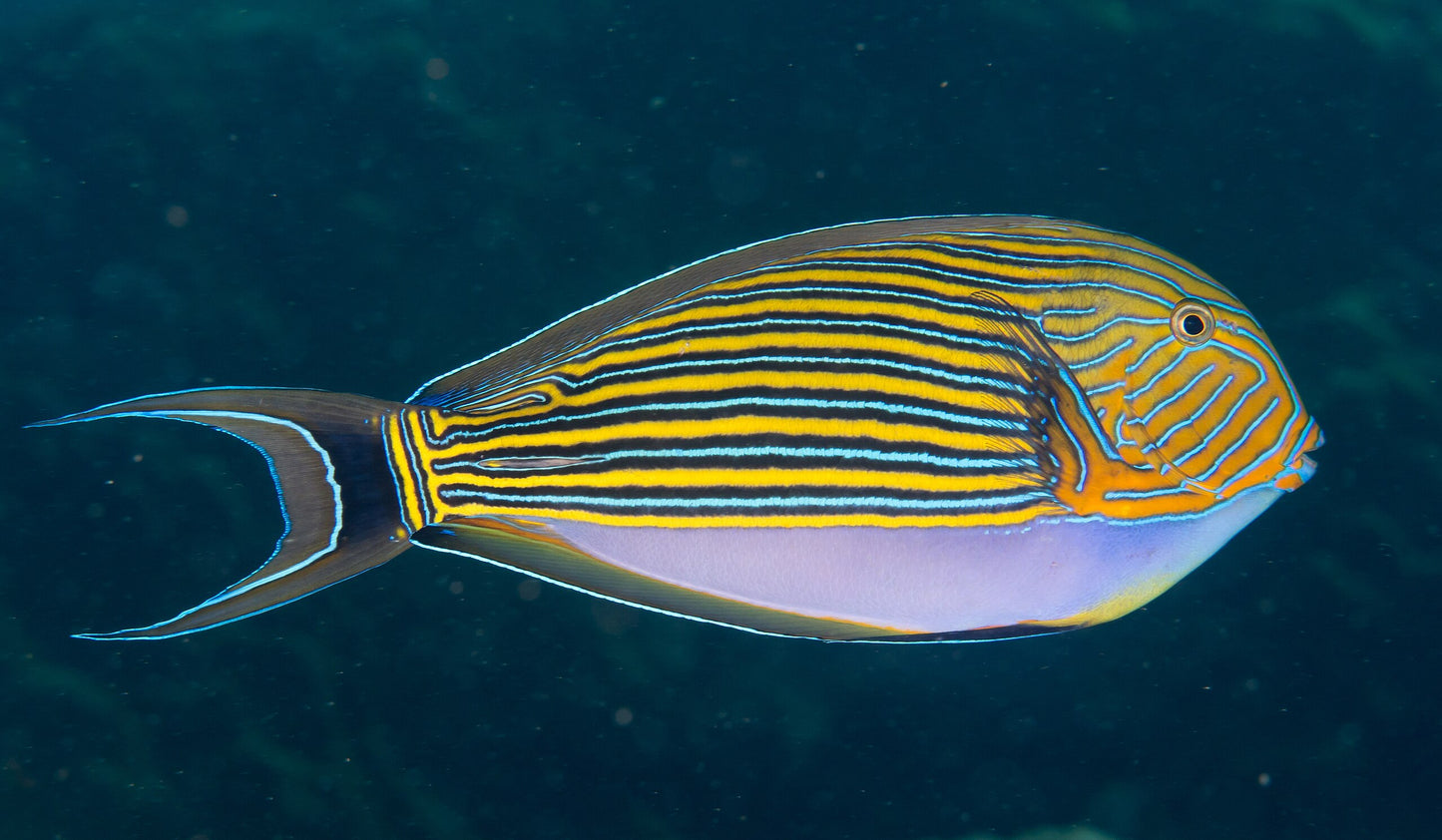 Acanthurus lineatus M/L