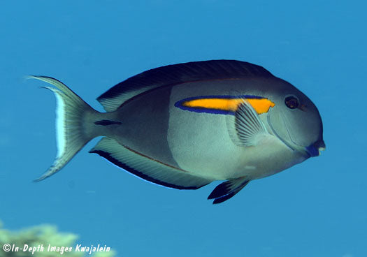 Acanthurus olivaceus Medium