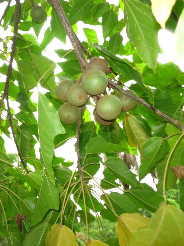 100% Pure Kukui Nut Oil, 30ml | Skin Division