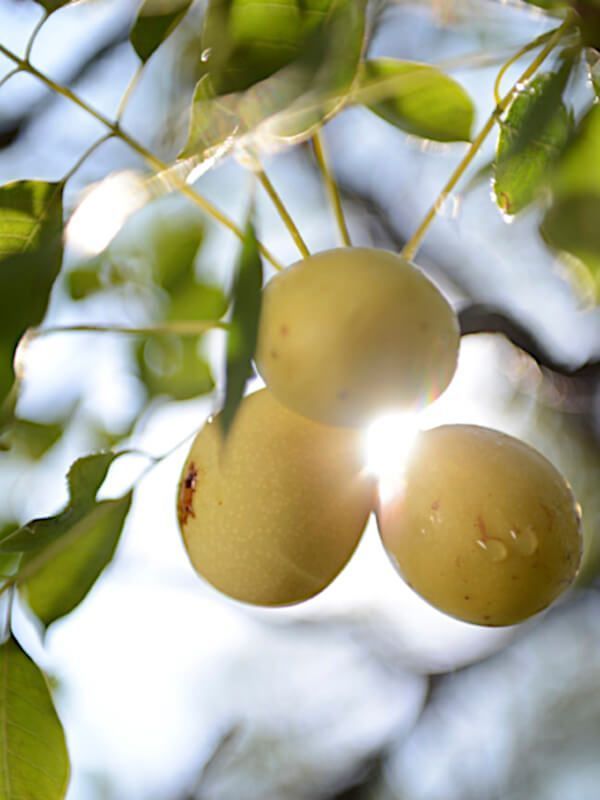 100% Pure Marula Oil, 30ml | Skin Division