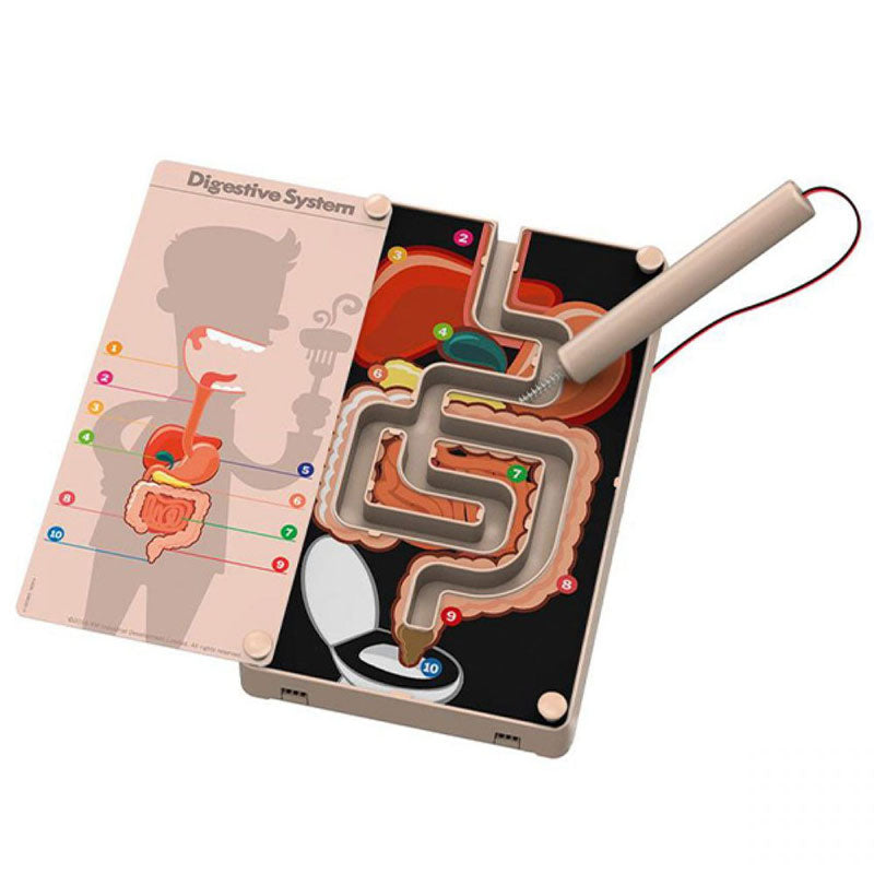 4M KidzLabs Πεπτικό Σύστημα Με Buzzer 3386