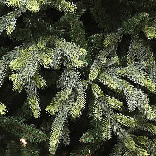 210εκ. Δέντρο Fraser Fir