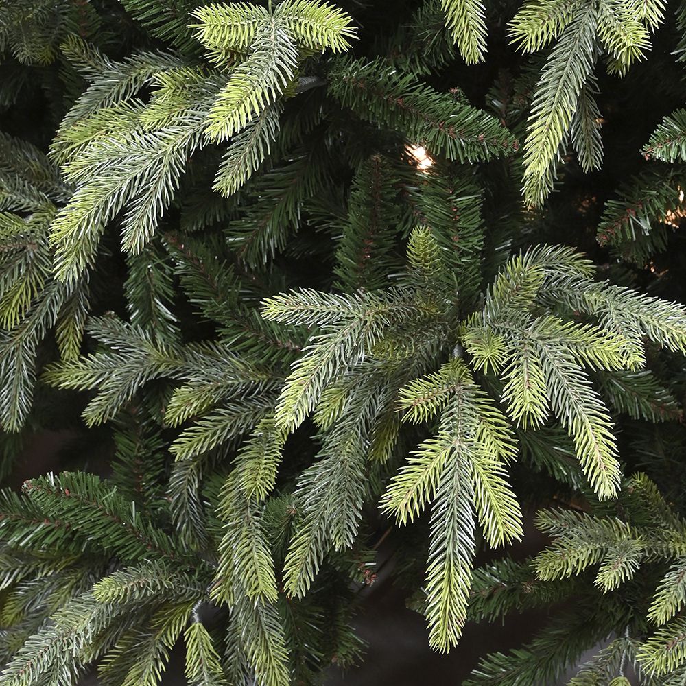 240εκ.  Δέντρο Fraser Fir