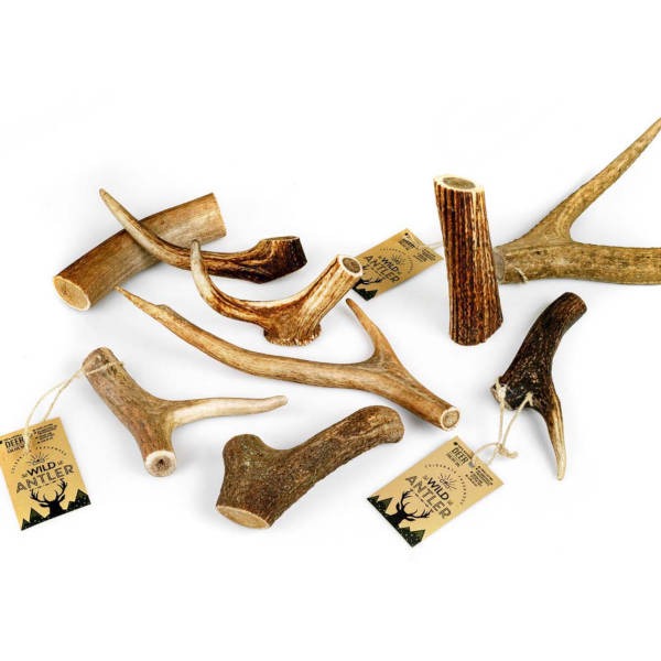Celebrate Red Deer Antler - Φυσικό Κέρατο Ελαφιού XL 125-160gr