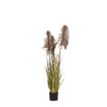 Φυτό Καφέ Pampas Grass x3 σε Μαύρη Πλαστική Γλάστρα Φ15x125εκ.
