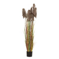 Φυτό Καφέ Pampas Grass x3 σε Μαύρη Γλάστρα Φ23x220εκ.