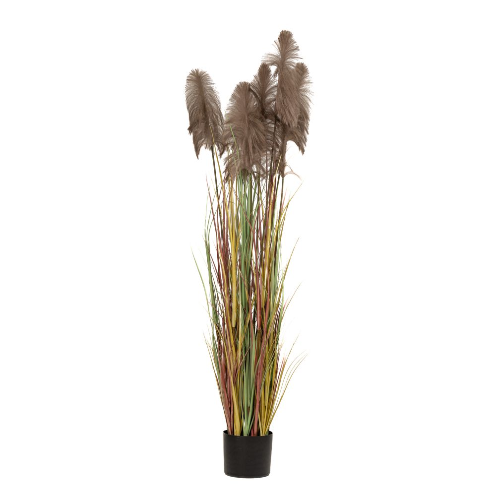 Φυτό Καφέ Pampas Grass x3 σε Μαύρη Γλάστρα Φ23x220εκ.