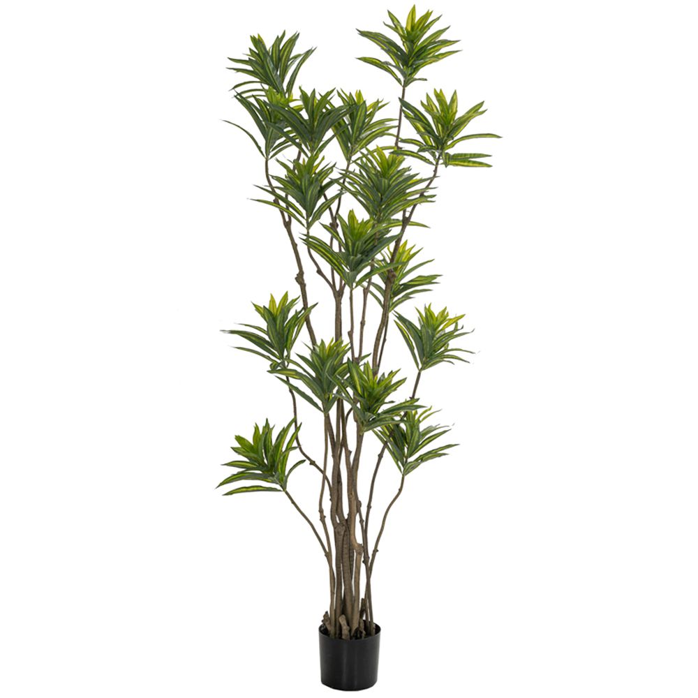 Φυτό Bamboo 180εκ. σε Μαύρη Πλαστική Γλάστρα