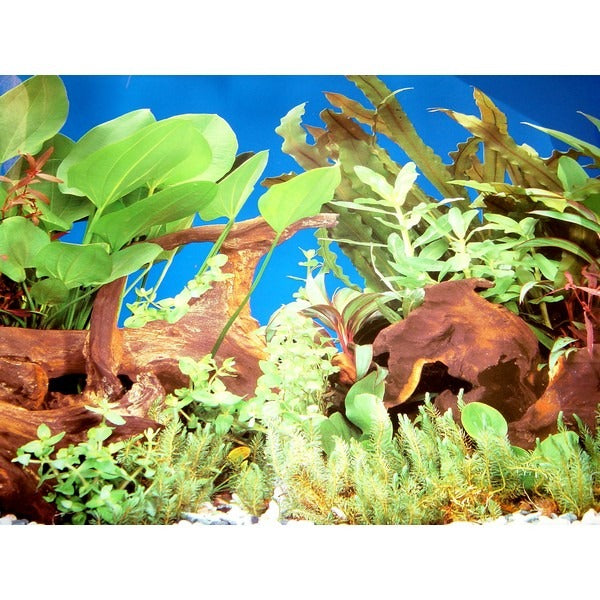 Αφίσα Φόντο Ενυδρείου Διπλής Όψης - 1m x 48cm