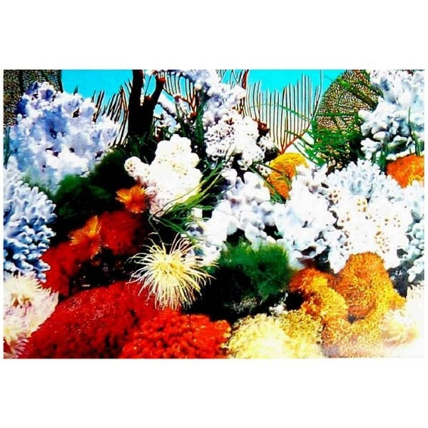 Αφίσα Φόντο Ενυδρείου Διπλής Όψης - 1m X 50cm