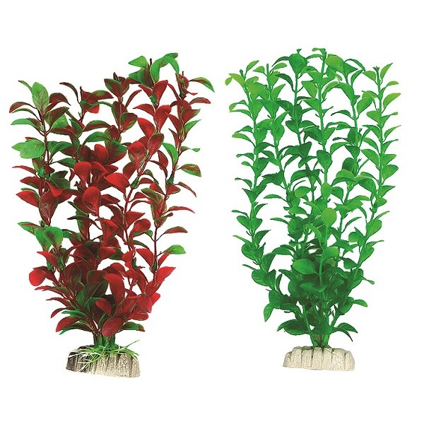 Διακοσμητικό Φυτό Ενυδρείου Ludwigia 10cm