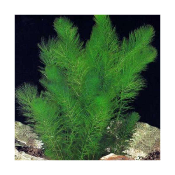 Myriophyllum Simulans Ζωντανό Φυτό Ενυδρείου