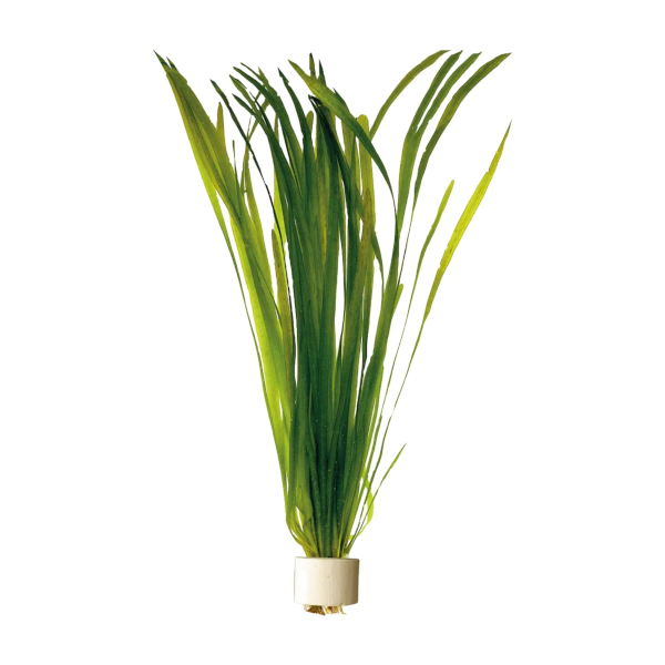 Ζωντανό Φυτό Ενυδρείου Vallisneria