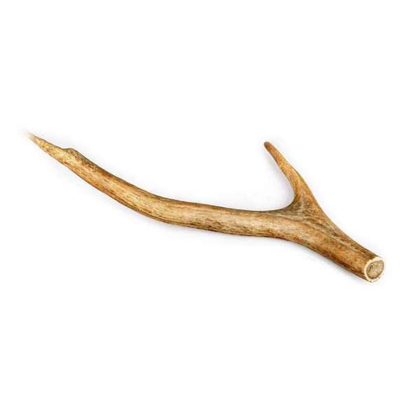 Celebrate Red Deer Antler - Φυσικό Κέρατο Ελαφιού XL 125-160gr