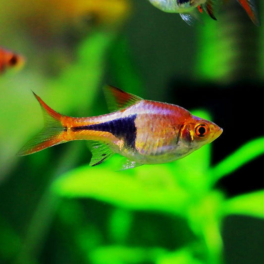 ΑΡΛΕΚΙΝΟΣ(Rasbora heteromorpha)