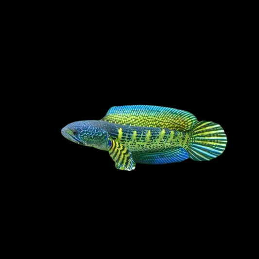 Channa auratimaculata XXXL