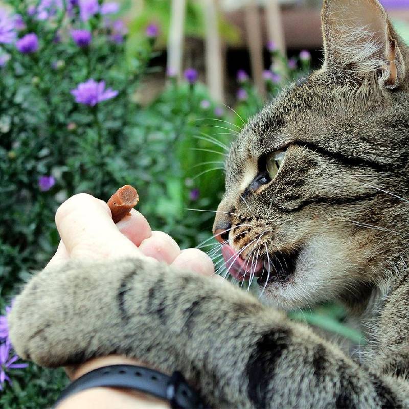 AKINU CAT ΜΑΛΑΚΕΣ ΜΠΟΥΚΙΤΣΕΣ ΑΡΝΙΟΥ 50G
