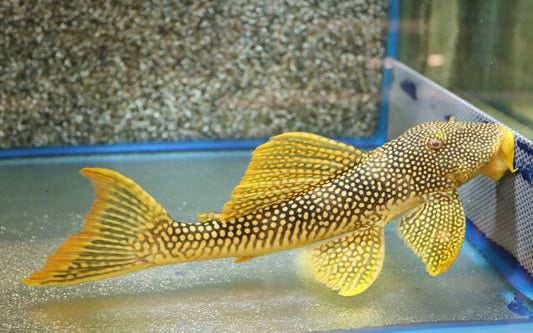 PLECO L 14 XXL 30CM (Scobinancistrus aureatus)