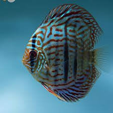 Heckel cross Discus 12CM