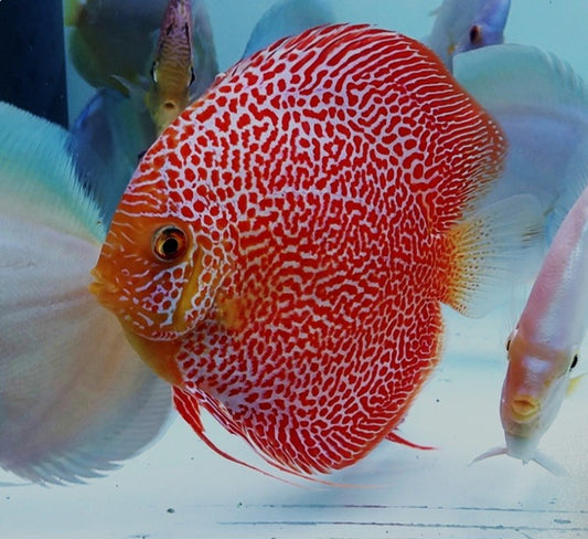 Super Panthera Discus 15CM