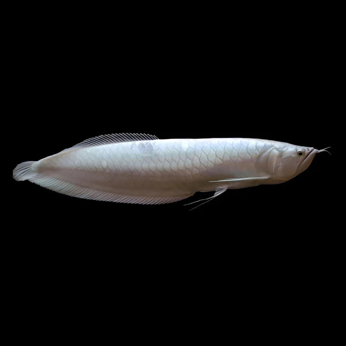 Silver arrowana 25CM