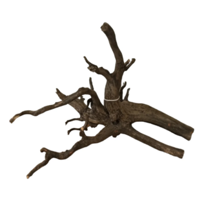 BLACK ROOT 40-80CM/ PER KILO