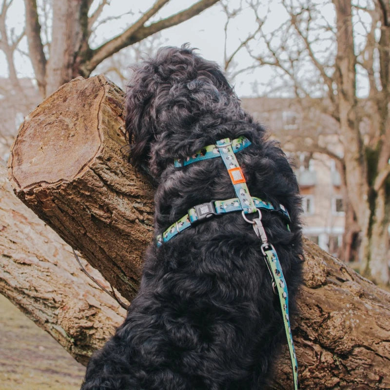 MAX & MOLLY H-HARNESS - BLACK SHEEP/M 2X53-69CM