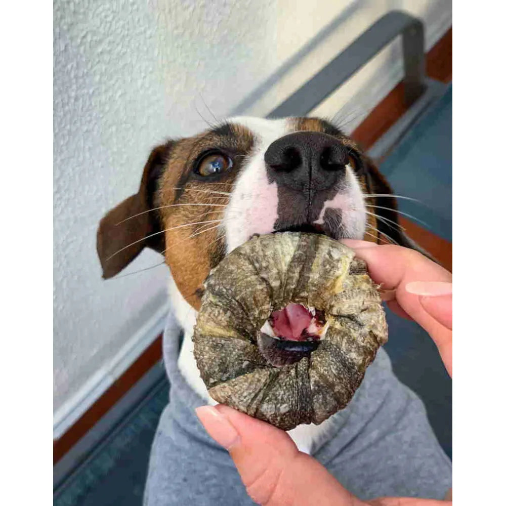 COOKA'S COOKIES LIFESAVERS DONUTS RINGS ΑΠΟ ΔΕΡΜΑ ΜΠΑΚΑΛΙΑΡΟΥ 70GR