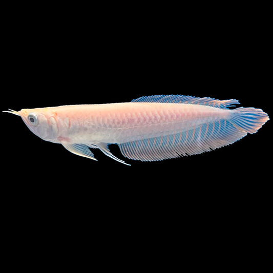 Osteoglossum bicirrhosum Albino Silver Arowana 15CM