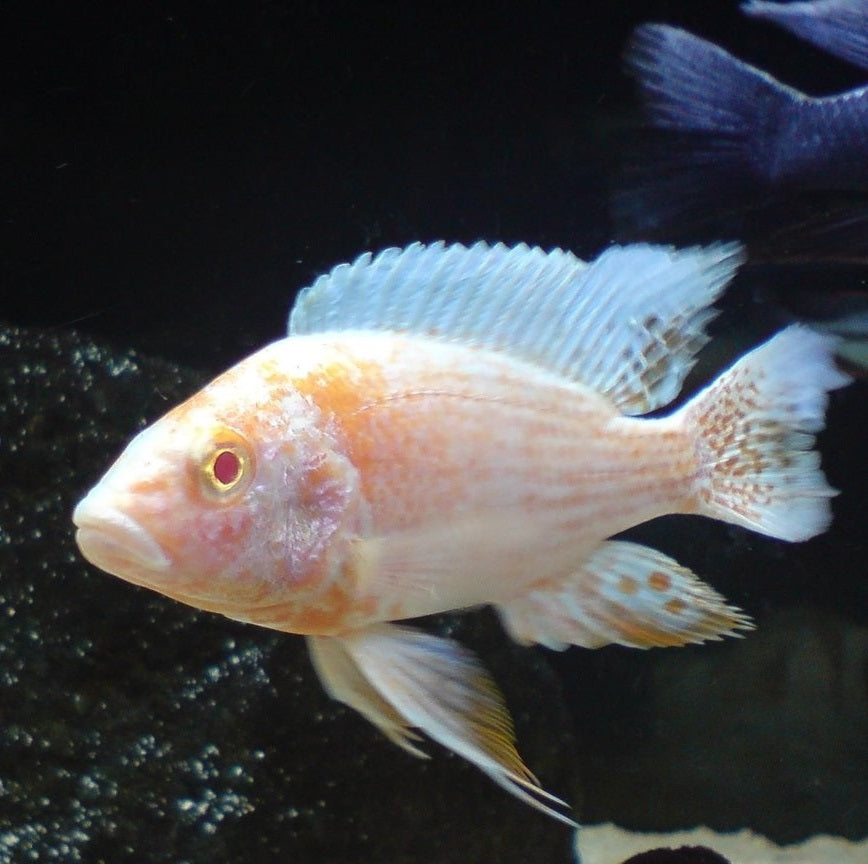 Albino nyassae 6-7CM
