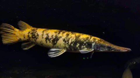TRICOLOR OI ALLIGATOR GAR 20CM
