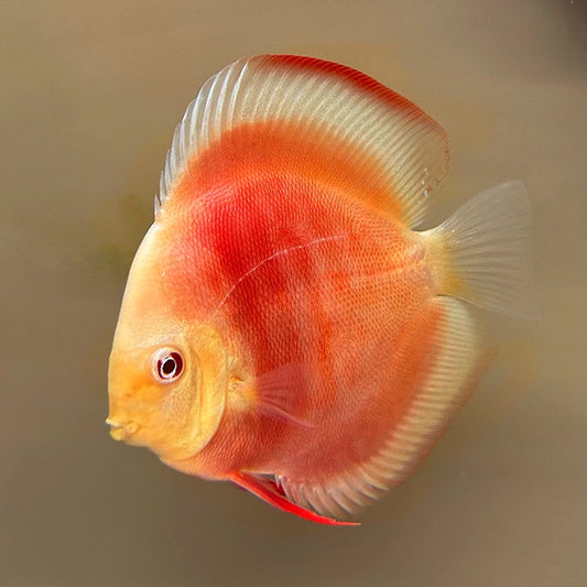 ALBINO RED COVER 15CM