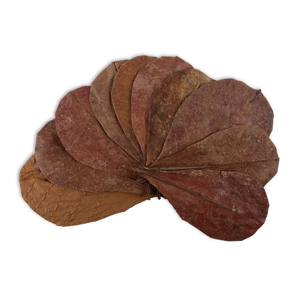 DENNERLE CATAPPA LEAVES ALMOND LEAVES