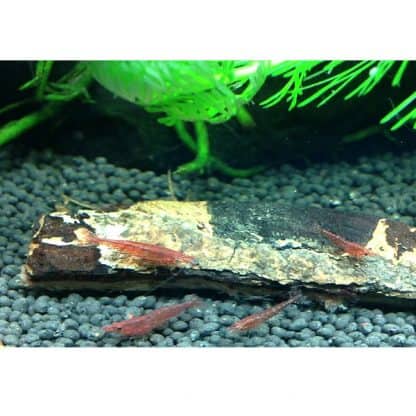 DENNERLE NANO CATAPPA BARK 8PCS