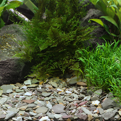 DENNERLE NATURAL GRAVEL RIO XINGU 2-22MM 500G