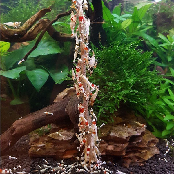 CERAMIC NATURE SHRIMP LOLLY MINERAL 10PCS