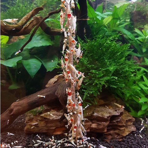 CERAMIC NATURE SHRIMP LOLLY MINERAL 10PCS